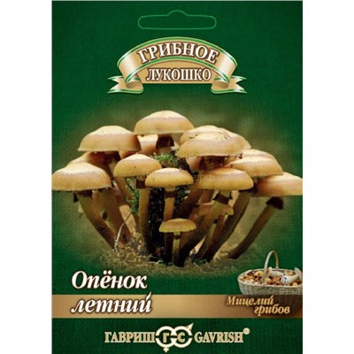 Грибы Опенок летний (Гавр)