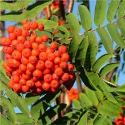 Рябина Сказочная (Поиск) УКС