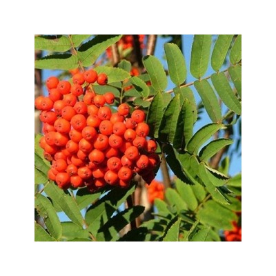 Рябина Сказочная (Поиск) УКС