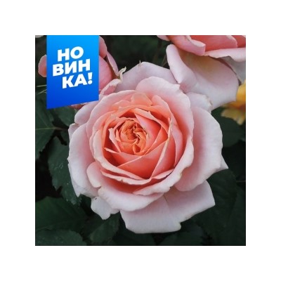 Роза Поль Бокюз (Сем.Алтая)