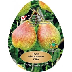 Груша Гера (Поиск) УКС