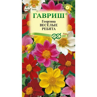 Георгина Веселые ребята (Гавр)