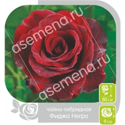 Роза Фиджа Негро (Сем.Алтая) ЧГ