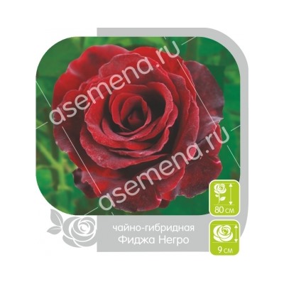 Роза Фиджа Негро (Сем.Алтая) ЧГ