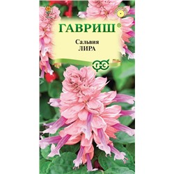 Сальвия Лира роз-бургунди (Гавр)