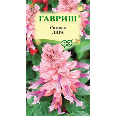 Сальвия Лира роз-бургунди (Гавр)
