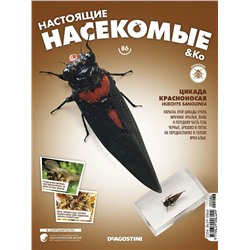Журнал № 86 "Настоящие насекомые" (Цикада Красноносая)