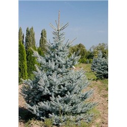 Ель колючая Глаука (Код: 84485)