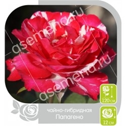 Роза Папагено (Сем.Алтая) ЧГ