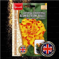 Бархатцы Алюмия Крем Брюле - Alumia Cream Brulee (Редкие)