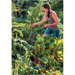 Правильная организация приусадебного участка