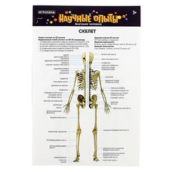 ИГРОЛЕНД Научные опыты "Анатомия человека", ABS, 22,5х16,6х6см, 3 дизайна