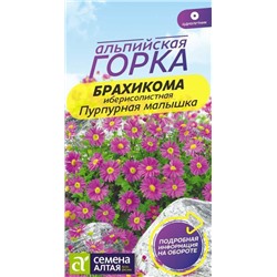 Брахикома Пурпурная малышка (Алтай)