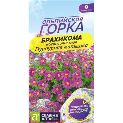 Брахикома Пурпурная малышка (Алтай)