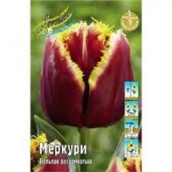 Тюльпан Меркури 5шт бахр. (ИС)