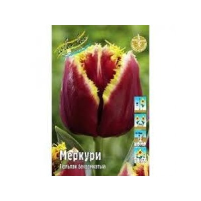 Тюльпан Меркури 5шт бахр. (ИС)