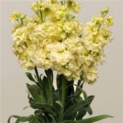 Цв.Маттиола Синдерелла Йеллоу (Cinderella Yellow) (Григорьев) 5шт