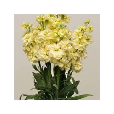 Цв.Маттиола Синдерелла Йеллоу (Cinderella Yellow) (Григорьев) 5шт
