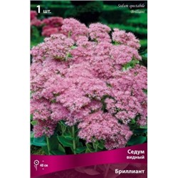 Седум Бриллиант 1шт (Поиск)