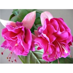 фуксия Inglish rose укорен.черенок