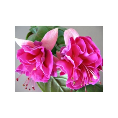 фуксия Inglish rose укорен.черенок