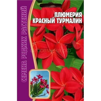 Плюмерия Красный турмлин (Редкие)