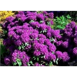 Рододендрон Азурро гибридный (Поиск)