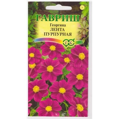 Георгина Лента Пурпурная (Код: 14929)