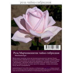 Роза Марченконигин чайно-гибридная туба Польша