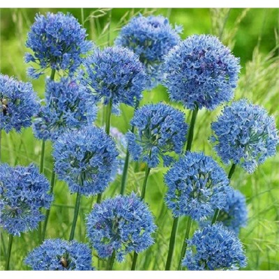 Аллиум Карулеум 7/+ (Код: 92115)