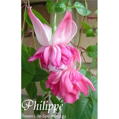 фуксия Philippe  укорен.черенок