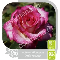Роза Хайлендер (Сем.Алтая) ЧГ