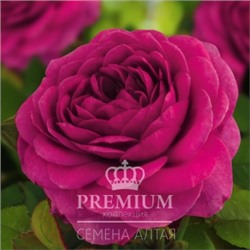Роза Фиолетовая мечта (Сем.Алтая) Кустовая Патио