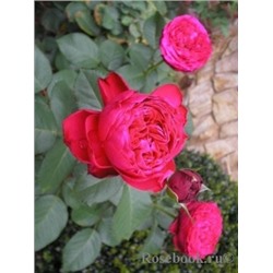 Роза Травиата (Сем.Алтая) ЧГ