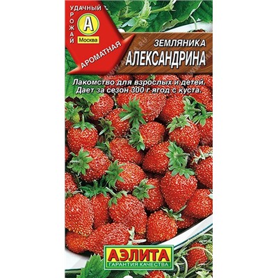 Земляника  Александрина (Аэлита)