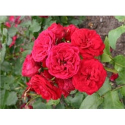 Роза Инзел Майнау (Сем.Алтая)