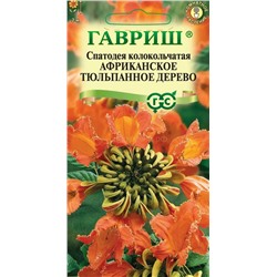 Спатодея Африканское тюльпанное дерево (Гавр)