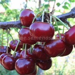 Вишня Ивановна (ДЮК) (Поиск) УКС