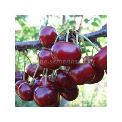 Вишня Ивановна (ДЮК) (Поиск) УКС