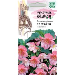 Бегония Венера F1 ампельная (Гавр)