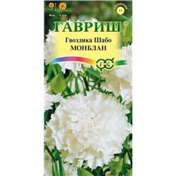 Гвоздика Шабо Монблан (Гавр)
