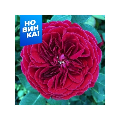 Роза Тесс (Сем.Алтая)