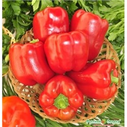 Перец Фламенко F1 (НК) 12шт