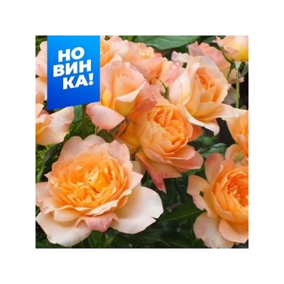 Роза Шерлок Холмс (Сем.Алтая)