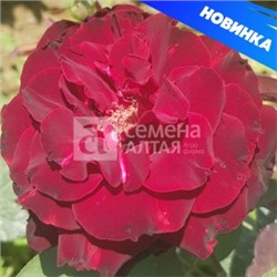 Роза Папа Мейян (Сем.Алтая) ЧГ