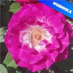 Роза Торонто (Сем.Алтая) ФЛ