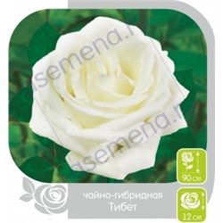 Роза Тибет (Сем.Алтая) ЧГ