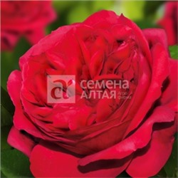 Роза Грааль (Сем.Алтая)  Шраб