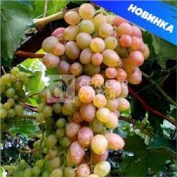 Виноград Геракл (Сем.Алтая)