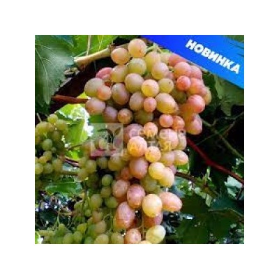 Виноград Геракл (Сем.Алтая)